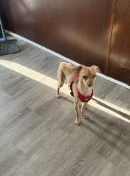 Lost Male Dog last seen Forest Creek Drive W, Columbus, OH 43223