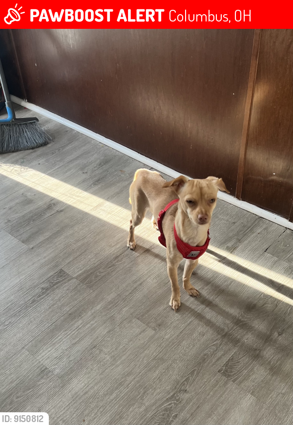 Lost Male Dog last seen Forest Creek Drive W, Columbus, OH 43223