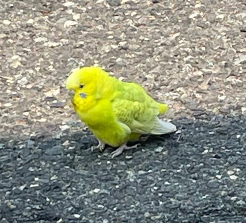 Found/Stray Unknown Bird last seen Carlisle terrace, Plainfield, Nj 07062, North Plainfield, NJ 07062