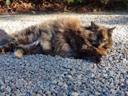 Lost Female Cat last seen SW River rd & 229th near The Reserve golf course, Hillsboro, OR 97007