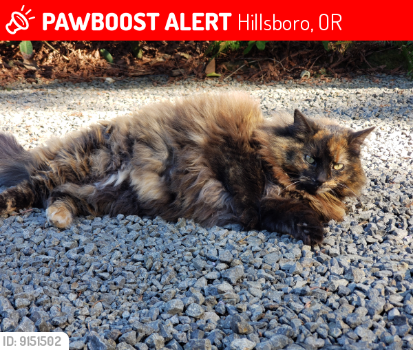 Lost Female Cat last seen SW River rd & 229th near The Reserve golf course, Hillsboro, OR 97007