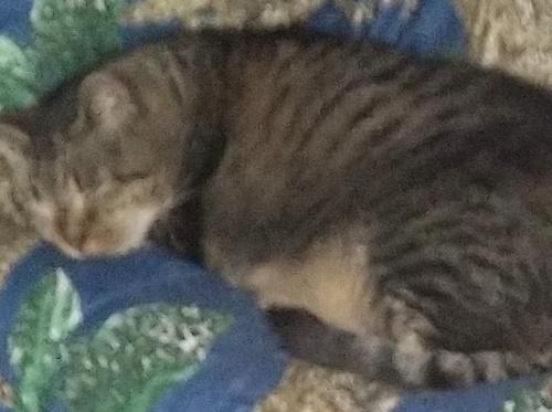 Lost Female Cat last seen Dancer Court , Jacksonville, FL 32250