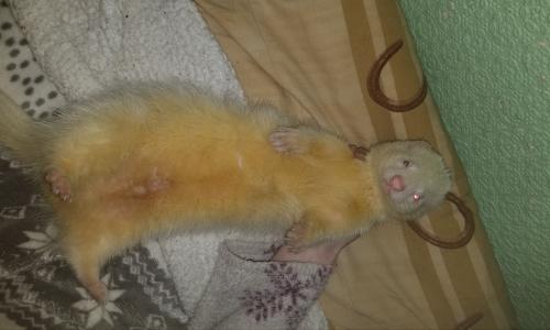 Lost Male Ferret last seen Pawsons arms pub, Greater London, England CR0