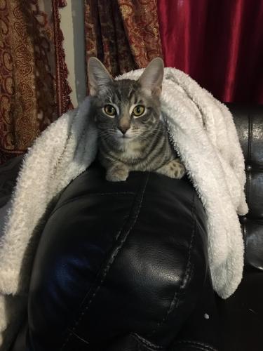 Lost Male Cat last seen Willow park area , Calgary, AB T2J 1G5