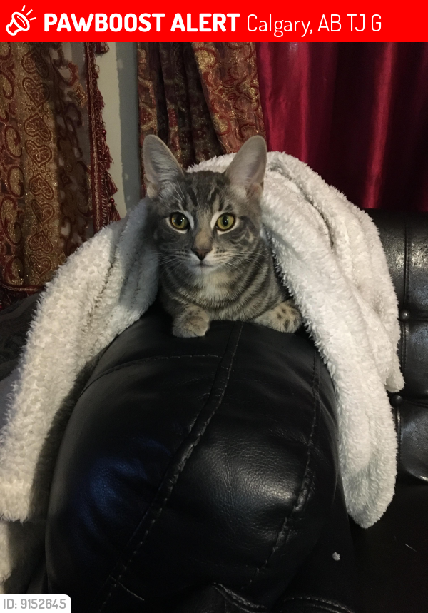 Lost Male Cat last seen Willow park area , Calgary, AB T2J 1G5