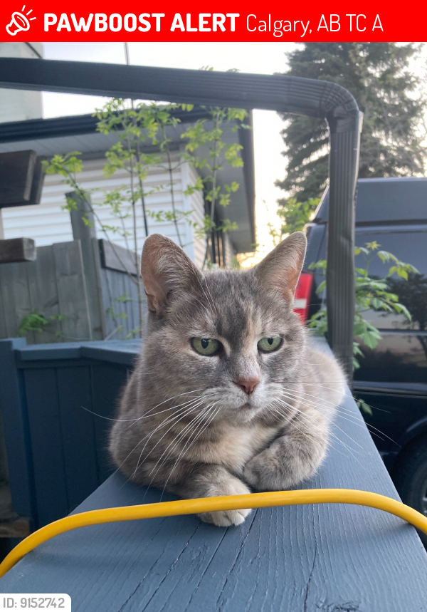 Lost Female Cat last seen Spruce Drive and 37 street SW, Calgary, AB T3C 3A5