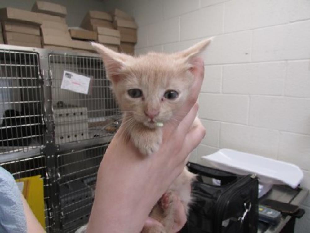 Shelter Stray Male Cat last seen Burke VA, 22015 - 9526 Old Keene Mill Road, Fairfax County, VA, Fairfax, VA 22032