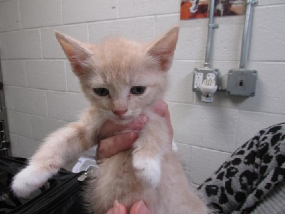 Shelter Stray Male Cat last seen Burke VA, 22015 - 9526 Old Keene Mill Road, Fairfax County, VA, Fairfax, VA 22032