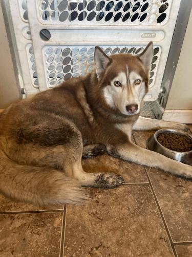 Lost Male Dog last seen Acadia drive and fairmount drive , Calgary, AB T2H 1V7