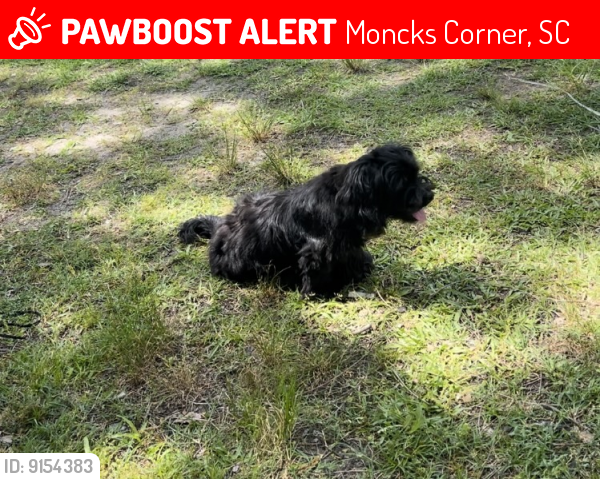 Lost Male Dog last seen Near cottonwood lane , Moncks Corner, SC 29461