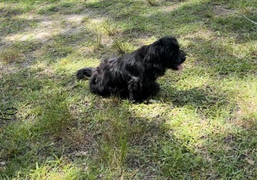 Lost Male Dog last seen Near cottonwood lane , Moncks Corner, SC 29461