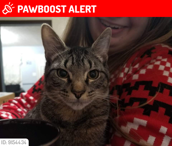 Lost Male Cat last seen Spurlin Rd Ellenboro NC, Rutherford County, NC 28040