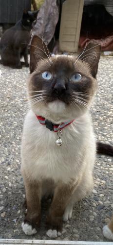 Lost Male Cat last seen Mabury Rd & Educational Park dr. right by Independence High School, San Jose, CA 95133