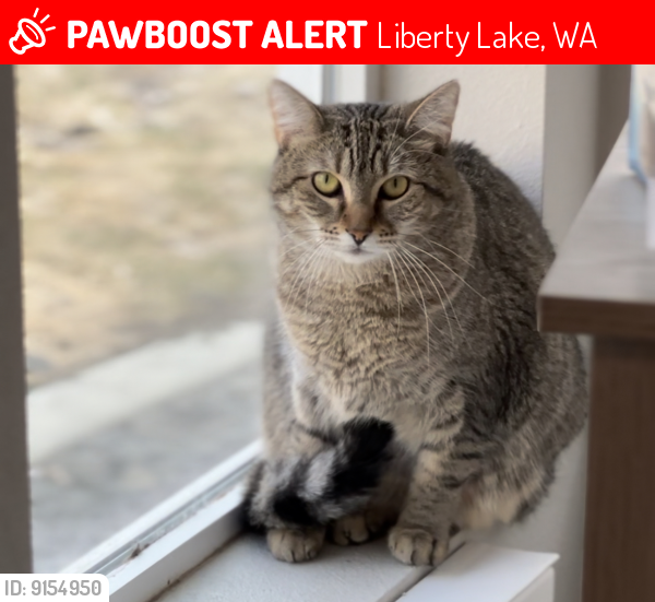 Lost Female Cat last seen Next to Orchard Park in Liberty Lake, Liberty Lake, WA 99019