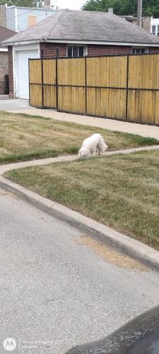 Found/Stray Unknown Dog last seen Jeffrey 78th, Chicago, IL 60649