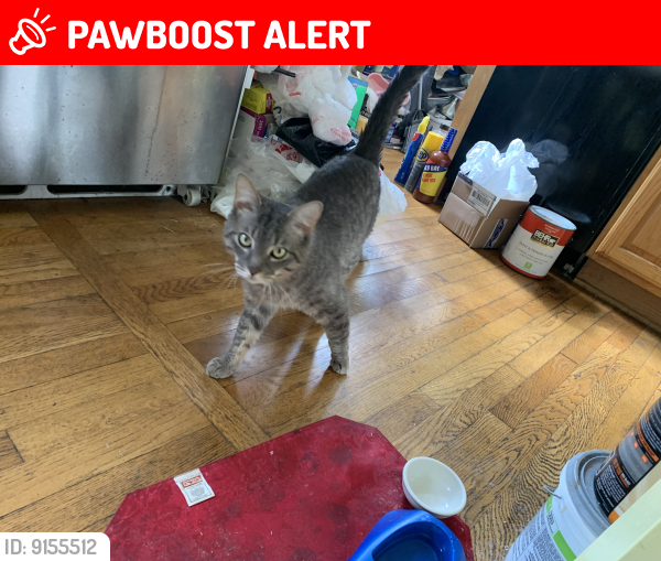 Lost Male Cat last seen Connecticut Ave. and randolph Rd, Wheaton-Glenmont, MD 20906