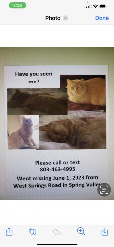 Lost Male Cat last seen Bee Ridge and Riding Ridge Roads in spring valley, Richland County, SC 29223