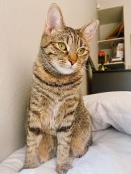 Reunited Female Cat last seen Conro, Conroe, TX 77301