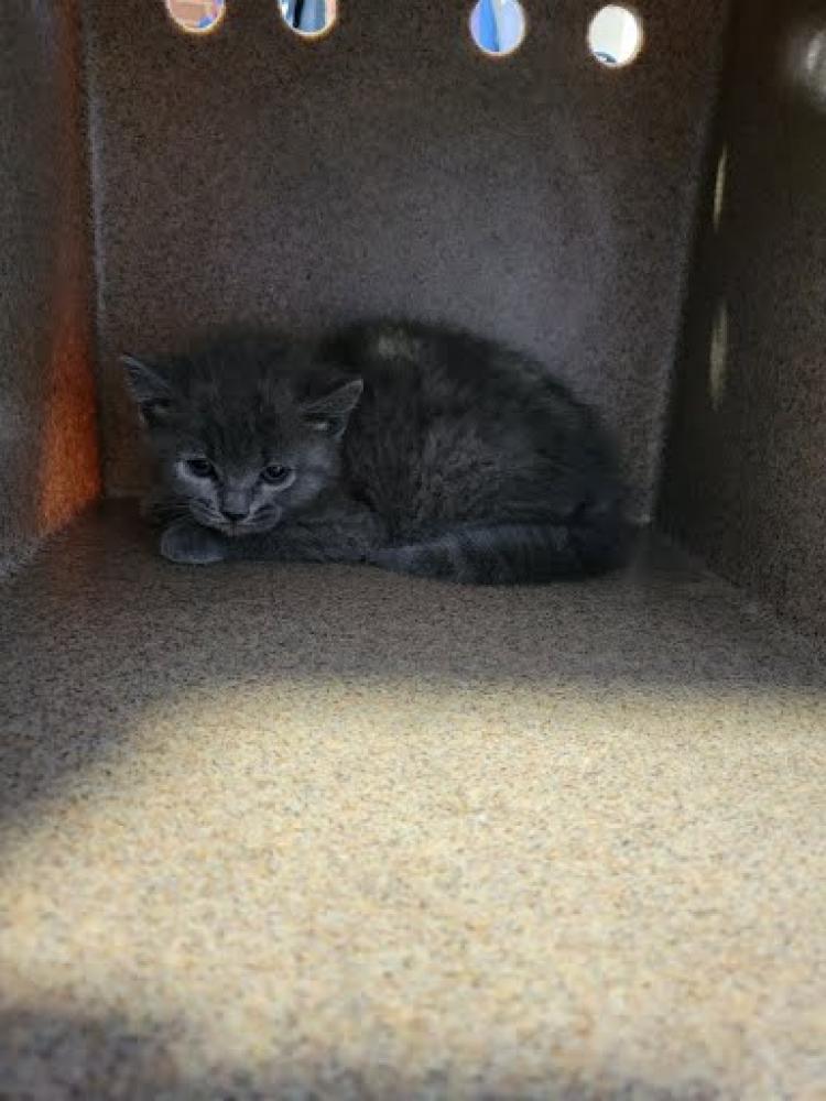 Shelter Stray Female Cat last seen Near Primrose road NW 20012, NW, DC, Washington, DC 20011