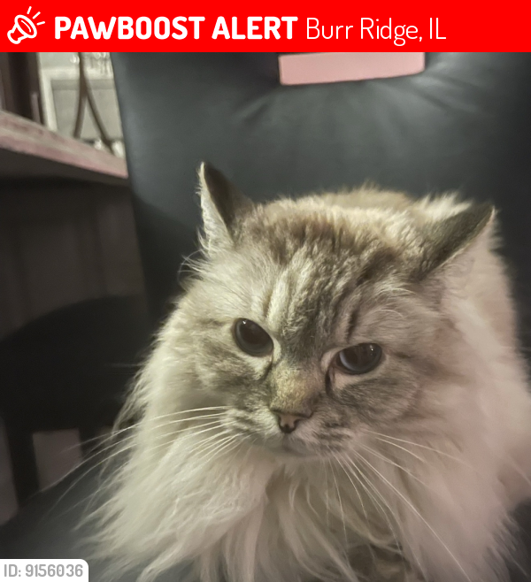 Lost Female Cat last seen Burr ridge , Burr Ridge, IL 60527