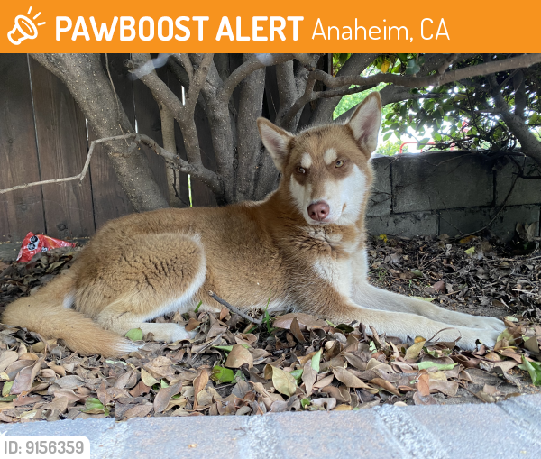 Found/Stray Female Dog last seen Manzanita Park, Anaheim, CA 92801