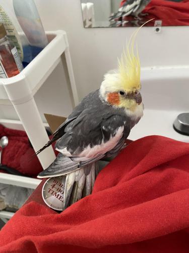 Found/Stray Unknown Bird last seen Near Ashland and LeMoyne, before Tortie and Co. , Chicago, IL 60622