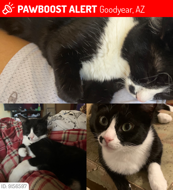 Lost Female Cat last seen Lower Buckeye/Sarival/Estrella Parkway, Goodyear, AZ 85338