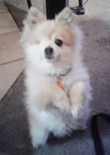 Lost Male Dog last seen  Denwood Dr. / Spring Valley/ Nevada , Paradise, NV 89121