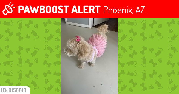 Lost Female Dog last seen Near ave and Missouri , Phoenix, AZ 85017