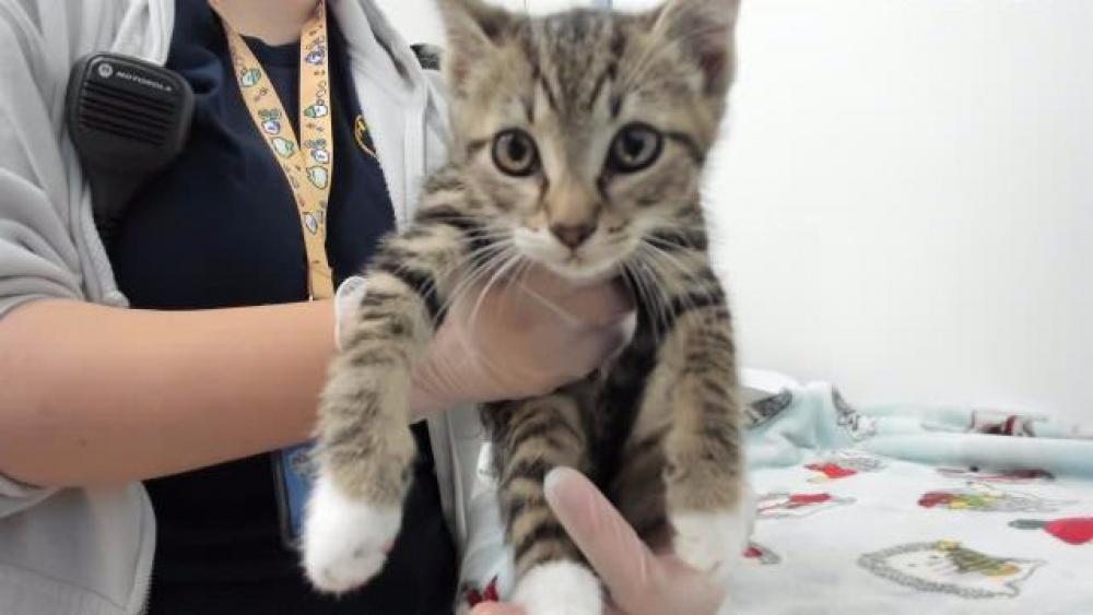 Shelter Stray Male Cat last seen LEONARDO, Hayward, CA 94544
