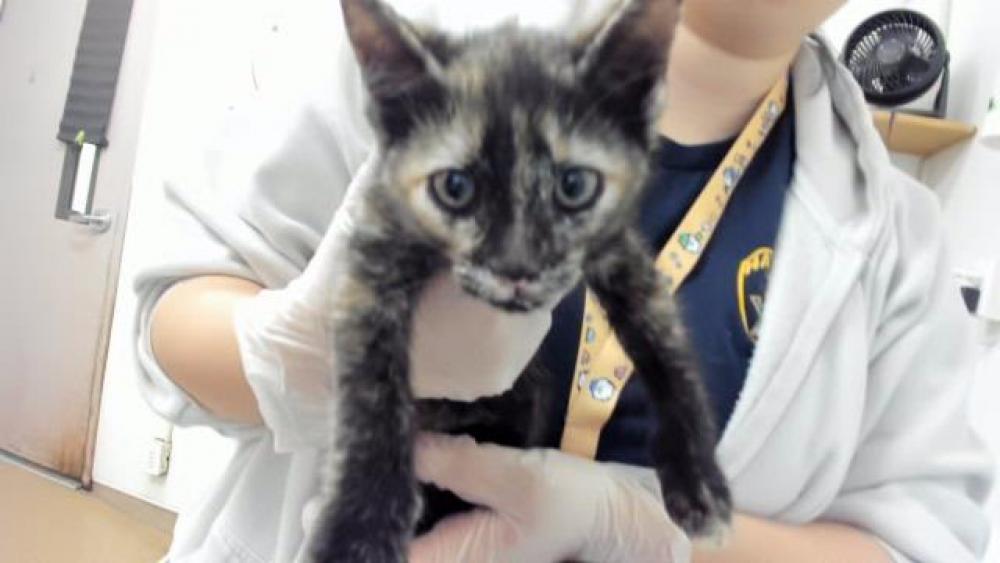 Shelter Stray Female Cat last seen LEONARDO, Hayward, CA 94544