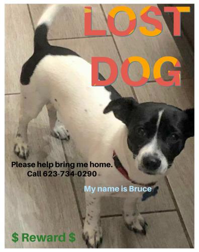 Lost Male Dog last seen Maryland rd and Dysart rd , Avondale, AZ 85323