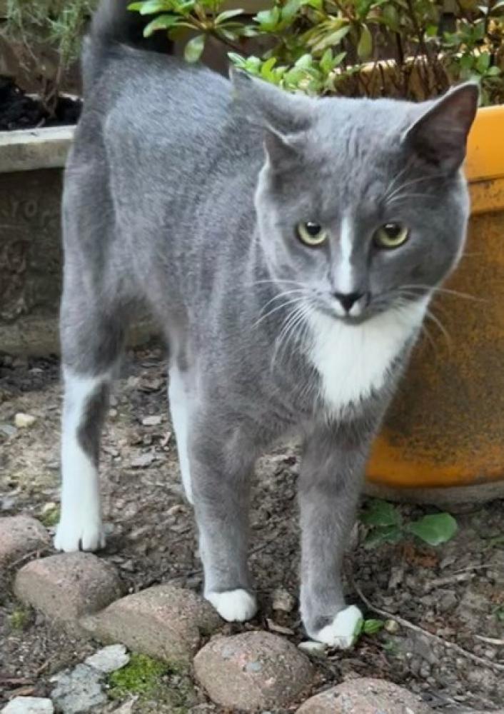 Shelter Stray Male Cat last seen Falls Church, VA, 22042 Chrisland Cove, Fairfax County, VA, Fairfax, VA 22032