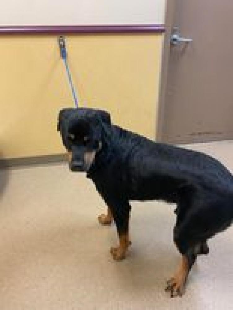 Shelter Stray Male Dog last seen Cedar Hill, TX 75104, Cedar Hill, TX 75104