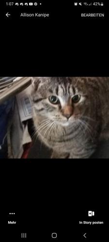 Lost Male Cat last seen Spurlin Rd Ellenboro NC, Rutherford County, NC 28040