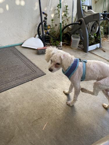 Found/Stray Male Dog last seen 7th st, San Jose, CA 95113