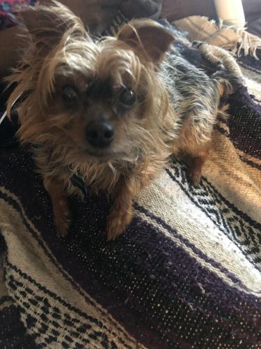 Lost Male Dog last seen Brunett Avenue and Gilmoure Drive , Silver Spring, MD 20901