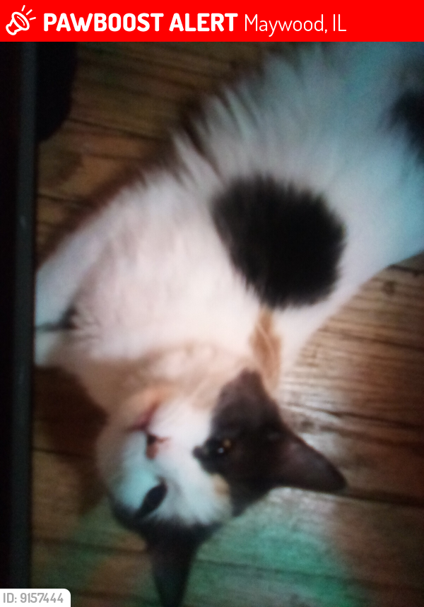 Lost Female Cat last seen Madison and Washington, Maywood, IL 60153