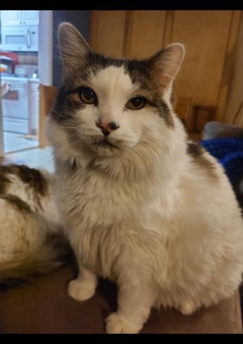 Lost Male Cat last seen 9th and Brumback, Boise, ID, Boise, ID 83702