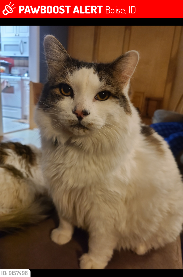Lost Male Cat last seen 9th and Brumback, Boise, ID, Boise, ID 83702
