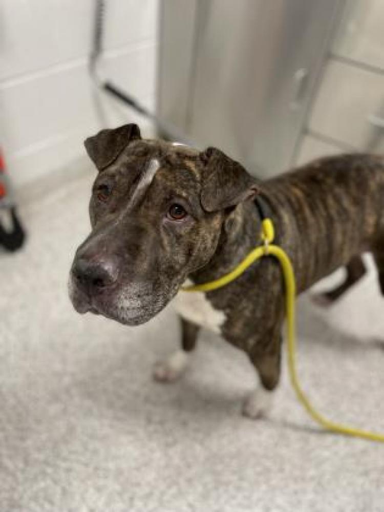 Shelter Stray Female Dog last seen Near Westwood, 21217, 21217, MD, Baltimore, MD 21230