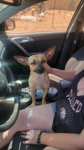 Found/Stray Female Dog last seen Missouri and 17th Ave , Phoenix, AZ 85015
