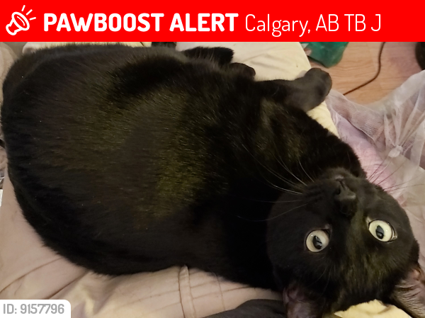 Lost Female Cat last seen She was in the lilac bushes in the yard on 67 St & 30 Ave NW, then disappeared , Calgary, AB T3B 1J7