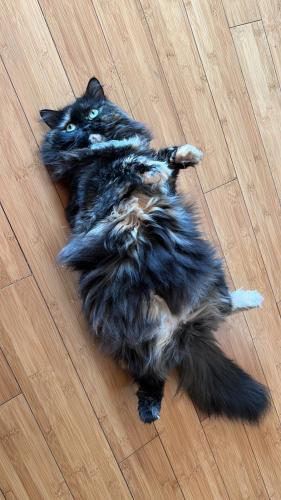 Lost Female Cat last seen Lawrence Ave , Roselle, IL 60172