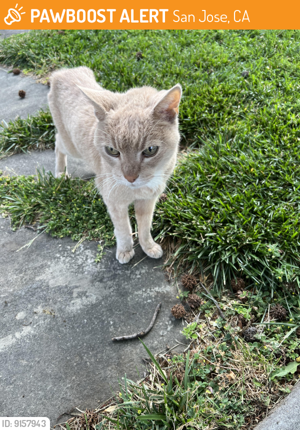 Found/Stray Male Cat last seen Willow , San Jose, CA 95125