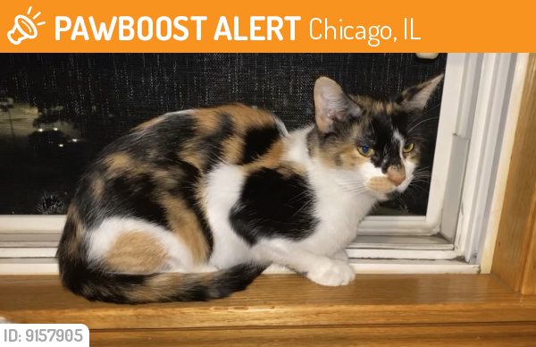 Found/Stray Female Cat last seen Walking around friendly in front of the area couple nights in a row, Chicago, IL 60639