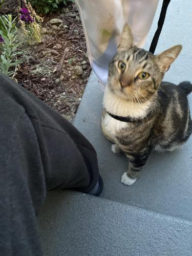 Found/Stray Male Cat last seen Close to Lincoln Elementary, Newark, CA 94560