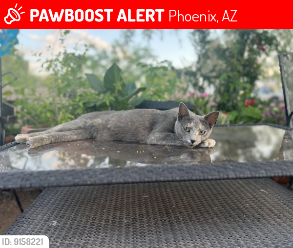 Lost Female Cat last seen 9th and Indiana School Rd , Phoenix, AZ 85014