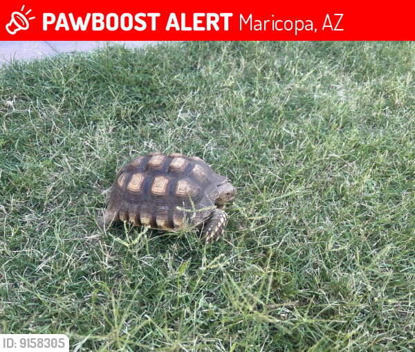 Lost Unknown Reptile last seen Toledo and Velazquez , Maricopa, AZ 85138