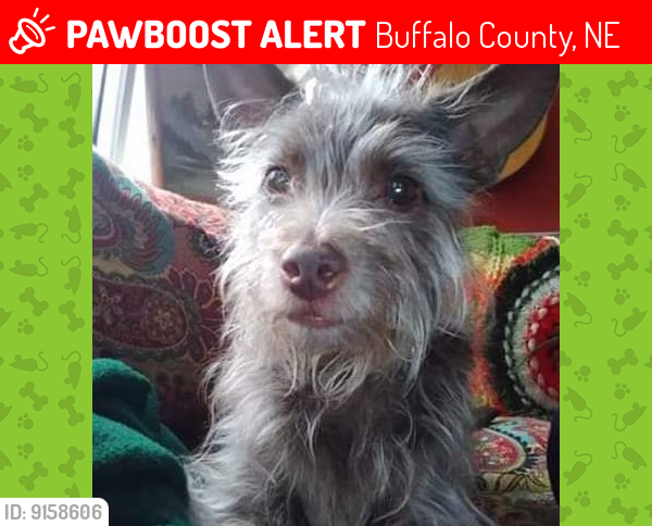 Lost Male Dog last seen Eagle Road, Kearney NE, Buffalo County, NE 68812